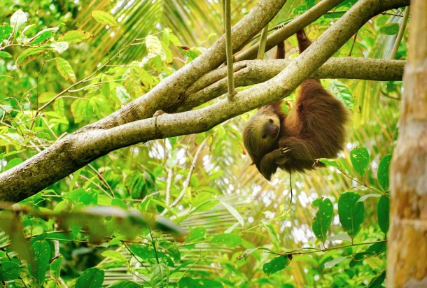 Un perezoso, animal típico de Costa Rica
