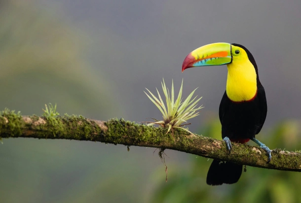Un tucán de pico negro, ave tropical típica de Costa Rica