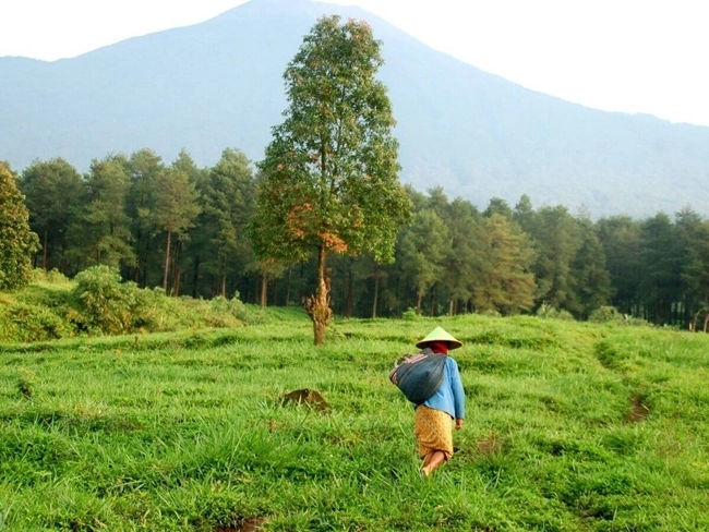 Un hombre camina por un campo, con un majestuoso árbol de fondo, símbolo de la naturaleza y la tranquilidad.